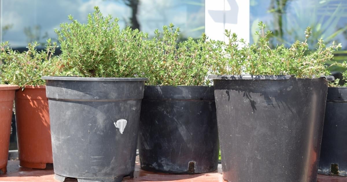 Thyme 10+ Amazing Health Benefits Assuaged Foundation